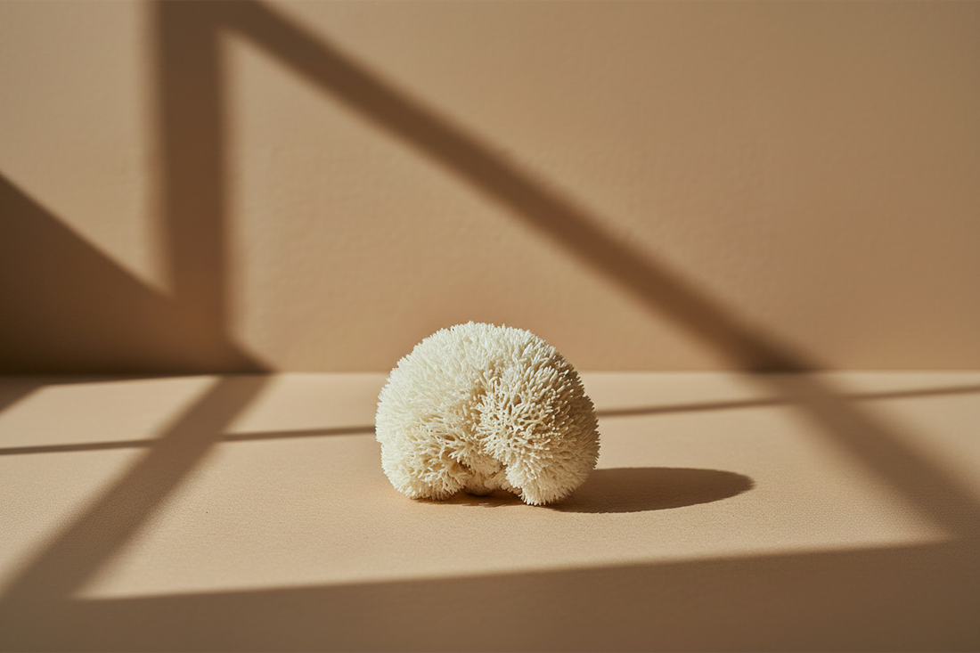 Lion's Mane: The Mushroom for Focus & Brain Health