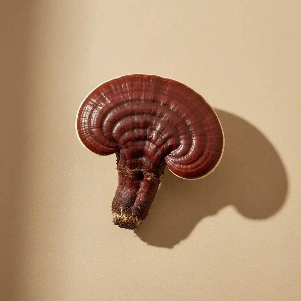 Reishi: The Calming Mushroom for Stress & Sleep - Valley Botanicals