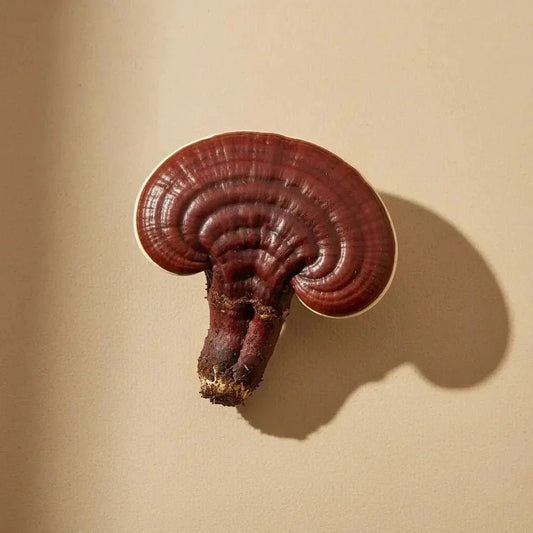 Reishi: The Calming Mushroom for Stress & Sleep - Valley Botanicals