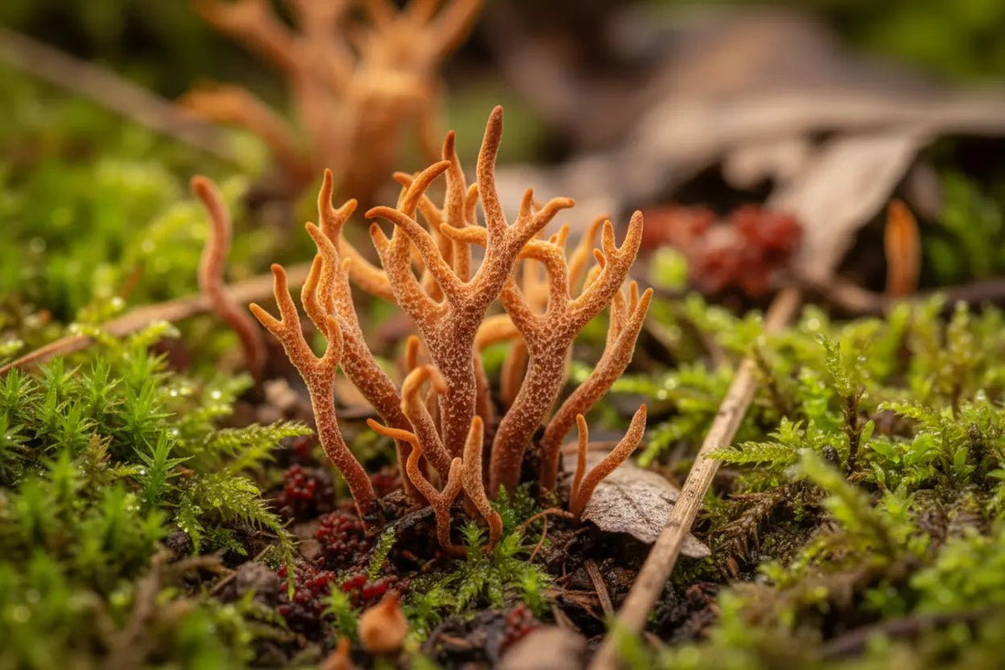 The Mushroom That Changed the Rules - Valley Botanicals