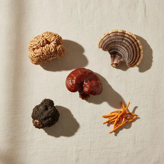What Are Medicinal Mushrooms? A Beginner's Guide - valley-botanicals.com