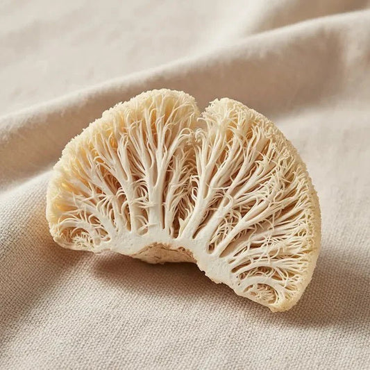 Why Does Lion’s Mane Look Like a Brain? - Valley Botanicals