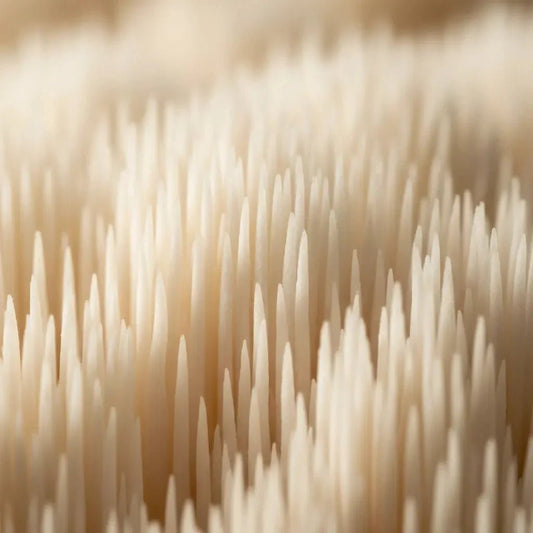Why Quality Testing Matters in Medicinal Mushroom Supplements - Valley Botanicals